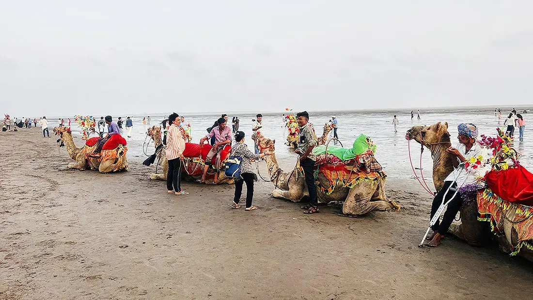Dumas Beach Surat Camel Ride Photos