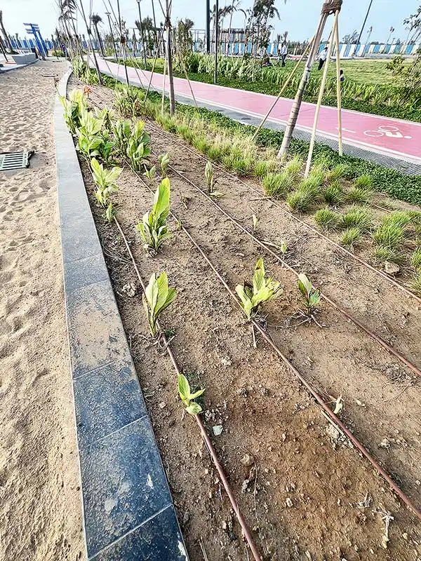 Newly planted saplings with automatic drip irrigation pipes at Dumas Sea Face Development