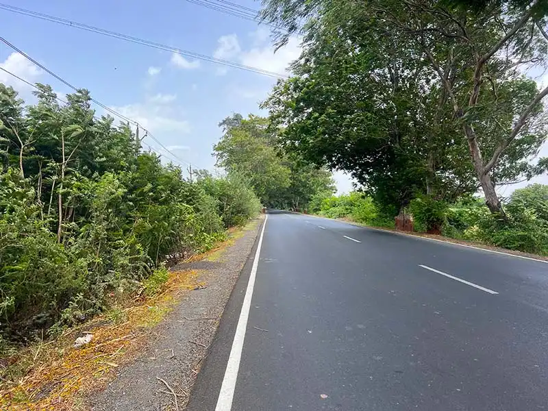 Tree-lined green road on the route to Galteshwar Mahadev Temple near Surat Title: Road To Galteshwar Temple